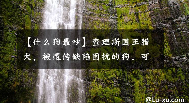 【什么狗最吵】查理斯国王猎犬，被遗传缺陷困扰的狗，可爱到可爱。文章配图