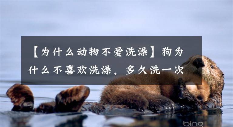 【为什么动物不爱洗澡】狗为什么不喜欢洗澡，多久洗一次才合适？什么情况下应该给狗洗澡文章配图