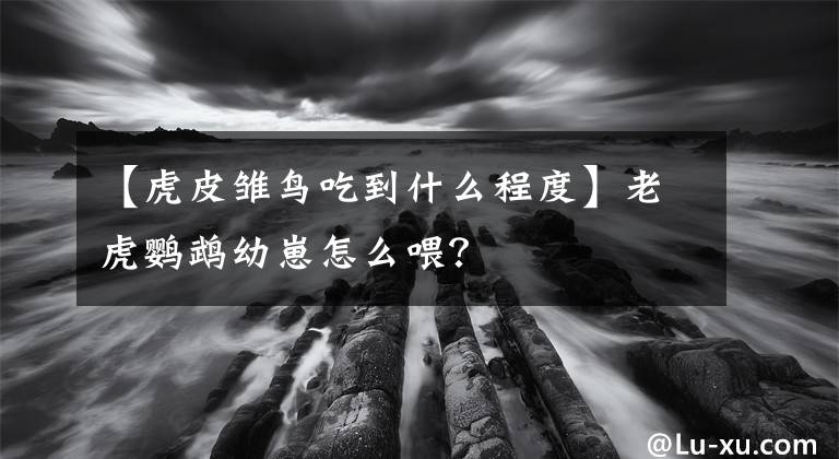 【虎皮雏鸟吃到什么程度】老虎鹦鹉幼崽怎么喂？文章配图