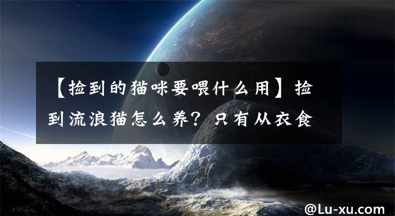 【捡到的猫咪要喂什么用】捡到流浪猫怎么养？只有从衣食住行看饲养方法，才能降低高死亡率文章配图