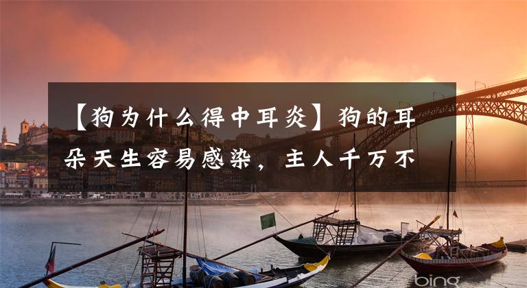 【狗为什么得中耳炎】狗的耳朵天生容易感染，主人千万不要帮助细菌文章配图
