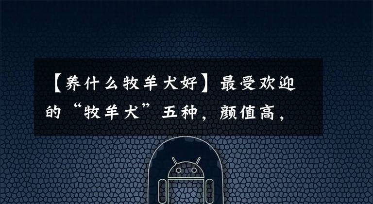 【养什么牧羊犬好】最受欢迎的“牧羊犬”五种，颜值高，不傻，你都看过吗？文章配图