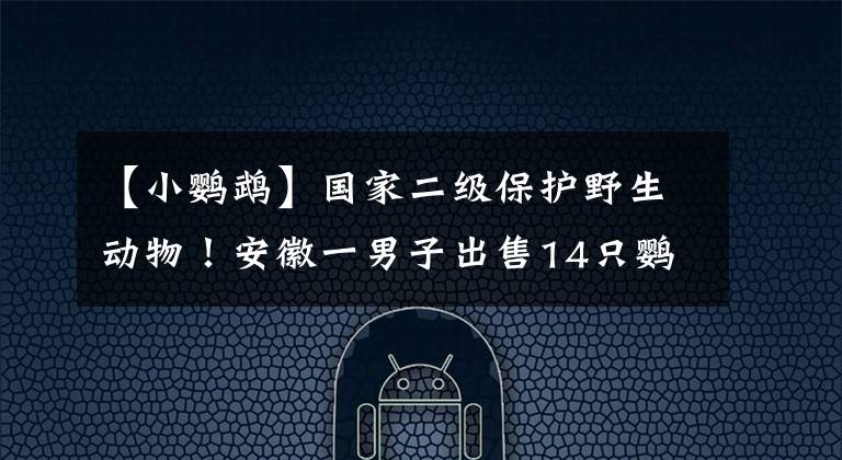 【小鹦鹉】国家二级保护野生动物！安徽一男子出售14只鹦鹉被判刑5年