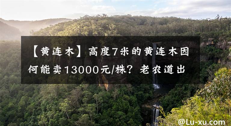 【黄连木】高度7米的黄连木因何能卖13000元/株？老农道出了实情