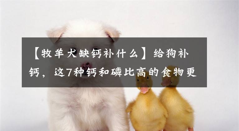 【牧羊犬缺钙补什么】给狗补钙，这7种钙和磷比高的食物更好，都是常见的食物