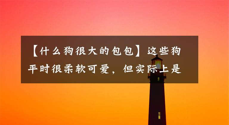 【什么狗很大的包包】这些狗平时很柔软可爱，但实际上是一个大醋包文章配图