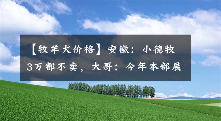 【牧羊犬价格】安徽：小德牧3万都不卖，大哥：今年本部展就指望它为淮南人争光