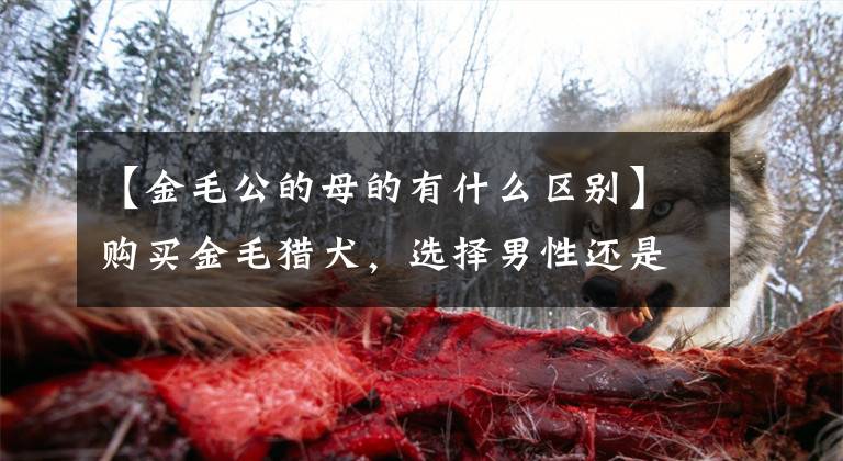 【金毛公的母的有什么区别】购买金毛猎犬，选择男性还是女性？先对照一下。文章配图