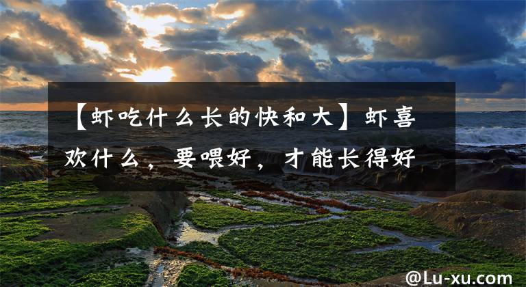 【虾吃什么长的快和大】虾喜欢什么，要喂好，才能长得好文章配图