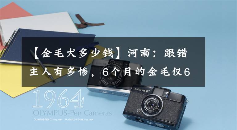 【金毛犬多少钱】河南：跟错主人有多惨，6个月的金毛仅6斤重，主人：没饿死就不错