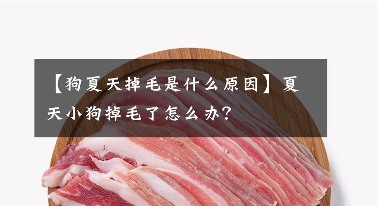 【狗夏天掉毛是什么原因】夏天小狗掉毛了怎么办？文章配图