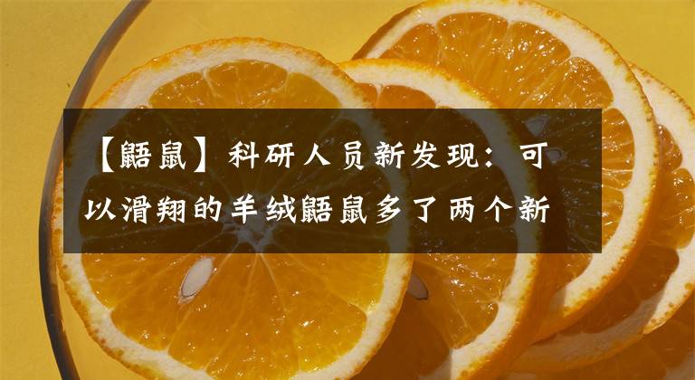 【鼯鼠】科研人员新发现：可以滑翔的羊绒鼯鼠多了两个新物种