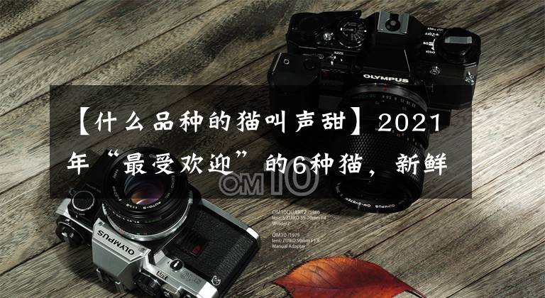 【什么品种的猫叫声甜】2021年“最受欢迎”的6种猫，新鲜的“新鲜出炉”文章配图