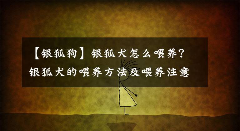 【银狐狗】银狐犬怎么喂养？银狐犬的喂养方法及喂养注意事项