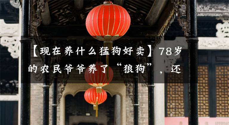 【现在养什么猛狗好卖】78岁的农民爷爷养了“狼狗”，还能在护卫会牧羊，还能赚钱，2万美元也不卖。文章配图