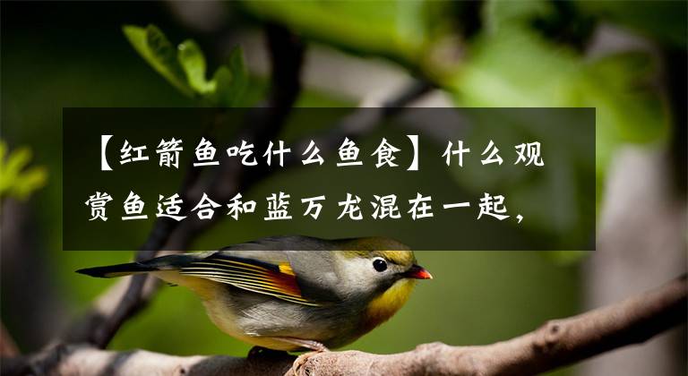 【红箭鱼吃什么鱼食】什么观赏鱼适合和蓝万龙混在一起，不是说蓝万龙鱼嘴便宜吗？文章配图