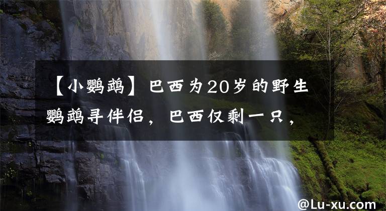 【小鹦鹉】巴西为20岁的野生鹦鹉寻伴侣，巴西仅剩一只，已在灭绝边缘徘徊