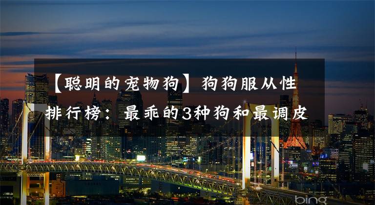 【聪明的宠物狗】狗狗服从性排行榜：最乖的3种狗和最调皮的3种狗文章配图