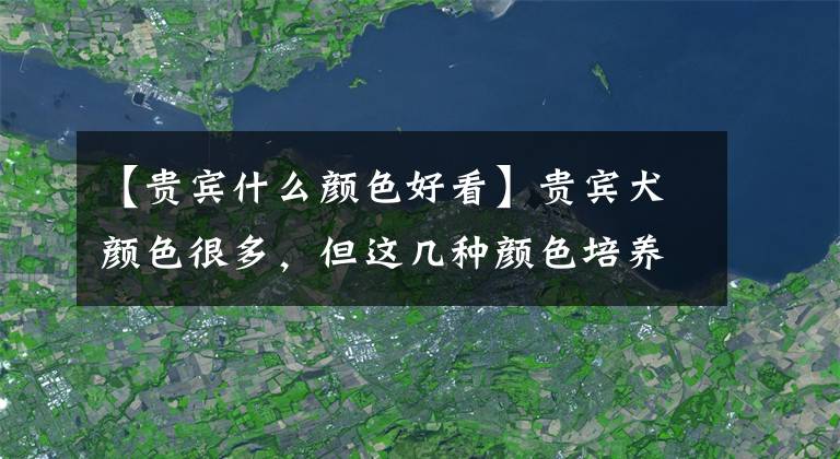 【贵宾什么颜色好看】贵宾犬颜色很多，但这几种颜色培养得最多，你对什么颜色最心动？文章配图