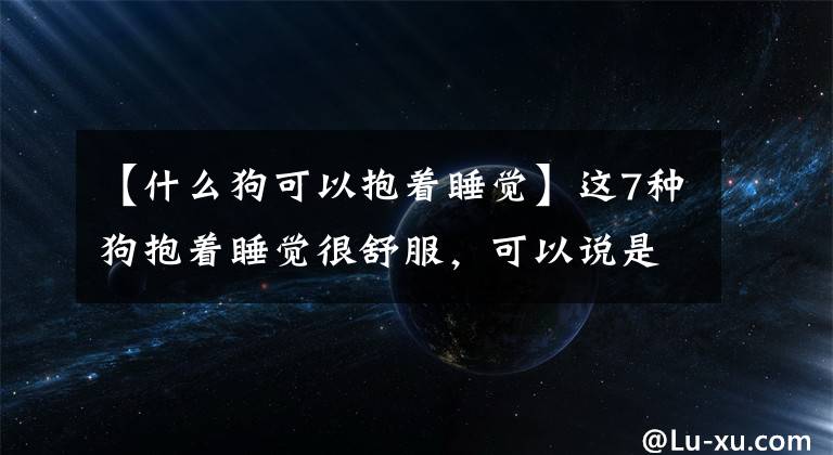 【什么狗可以抱着睡觉】这7种狗抱着睡觉很舒服，可以说是“冬天温暖的手宝”文章配图