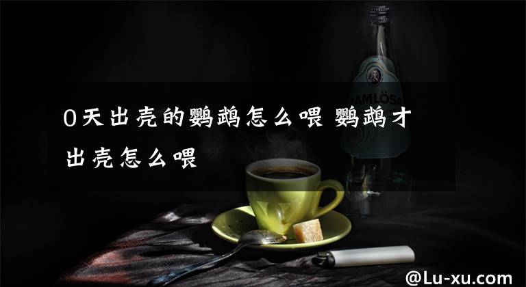 0天出壳的鹦鹉怎么喂 鹦鹉才出壳怎么喂文章配图