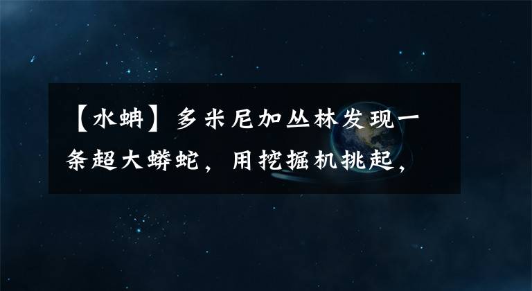 【水蚺】多米尼加丛林发现一条超大蟒蛇，用挖掘机挑起，蛇的头部不断扬起