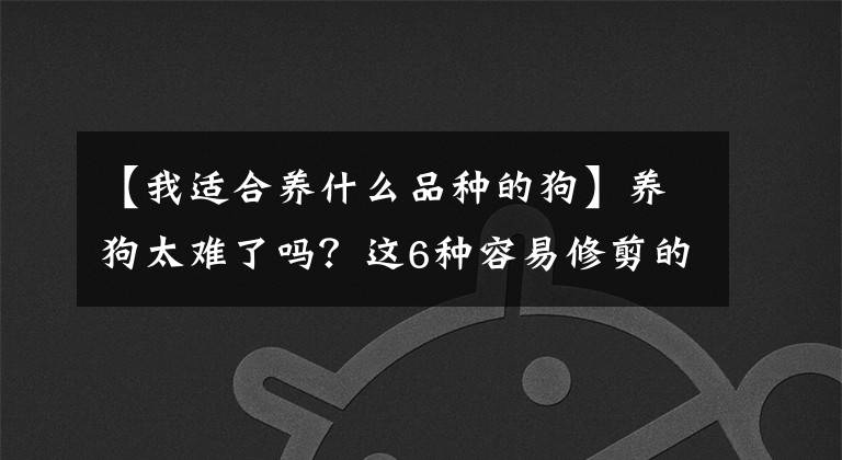 【我适合养什么品种的狗】养狗太难了吗？这6种容易修剪的犬种比较适合初步饲养文章配图