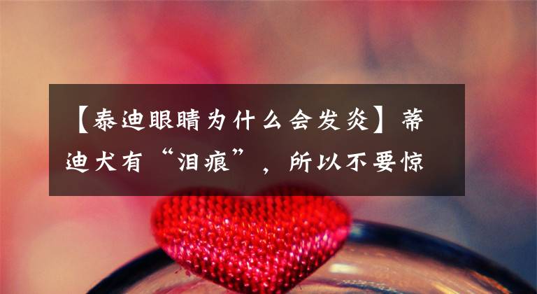 【泰迪眼睛为什么会发炎】蒂迪犬有“泪痕”，所以不要惊慌，用简单的5招就可以轻松解决。文章配图