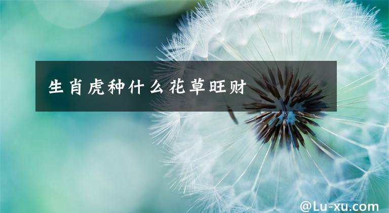 生肖虎种什么花草旺财文章配图