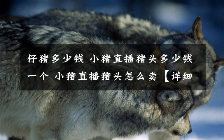 仔猪多少钱 小猪直播猪头多少钱一个 小猪直播猪头怎么卖【详细介绍】文章配图