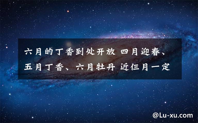 六月的丁香到处开放 四月迎春、五月丁香、六月牡丹 近仨月一定要赏这些花