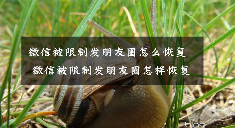 微信被限制发朋友圈怎么恢复 微信被限制发朋友圈怎样恢复文章配图