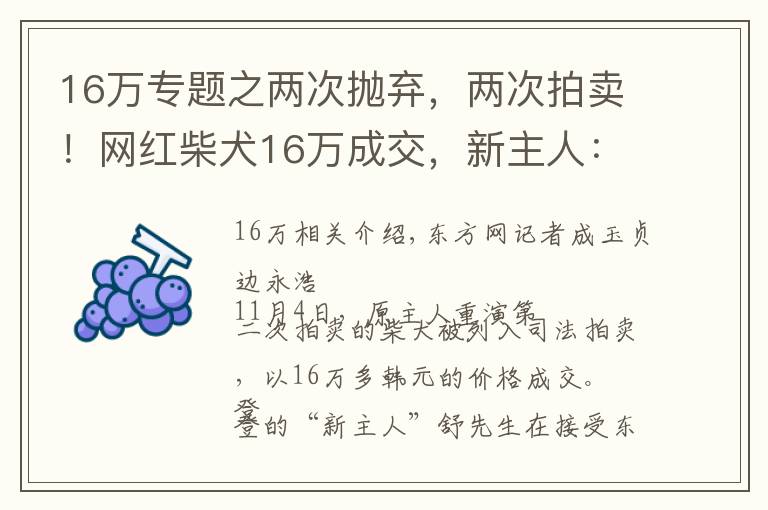 16万专题之两次抛弃，两次拍卖！网红柴犬16万成交，新主人：任何条件都不会交还