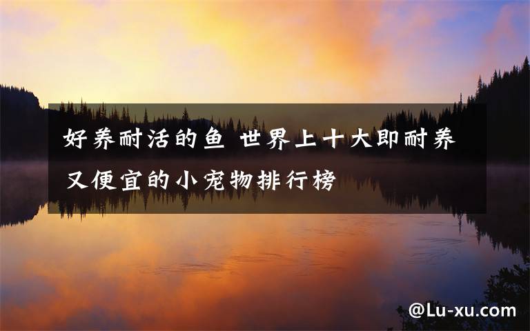 好养耐活的鱼 世界上十大即耐养又便宜的小宠物排行榜文章配图
