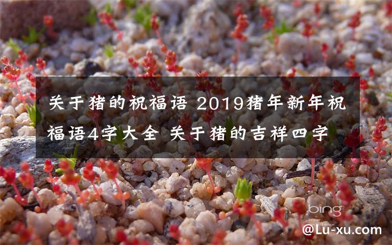 关于猪的祝福语 2019猪年新年祝福语4字大全 关于猪的吉祥四字词语有哪些