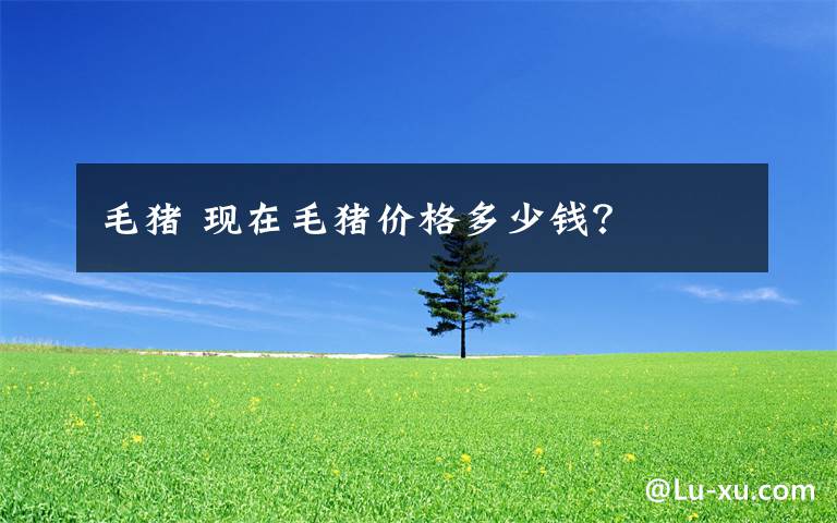 毛猪 现在毛猪价格多少钱？文章配图