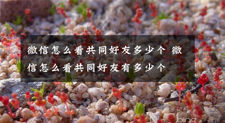 微信怎么看共同好友多少个 微信怎么看共同好友有多少个文章配图