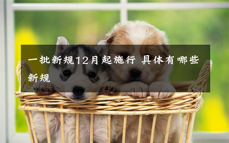 一批新规12月起施行 具体有哪些新规文章配图