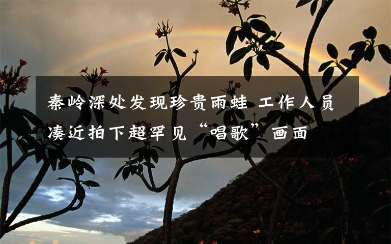 秦岭深处发现珍贵雨蛙 工作人员凑近拍下超罕见“唱歌”画面