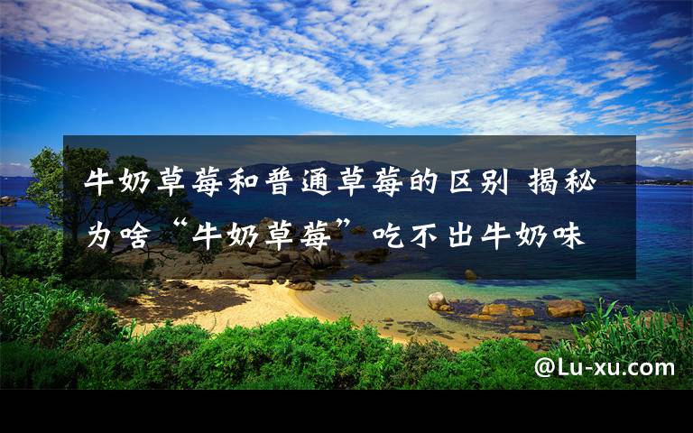 牛奶草莓和普通草莓的区别 揭秘为啥“牛奶草莓”吃不出牛奶味？贵而不实不靠谱