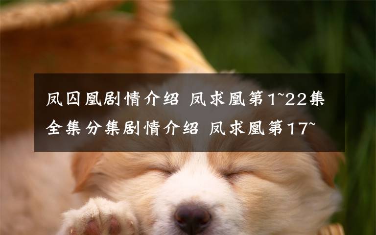 凤囚凰剧情介绍 凤求凰第1~22集全集分集剧情介绍 凤求凰第17~22集剧情预告文章配图