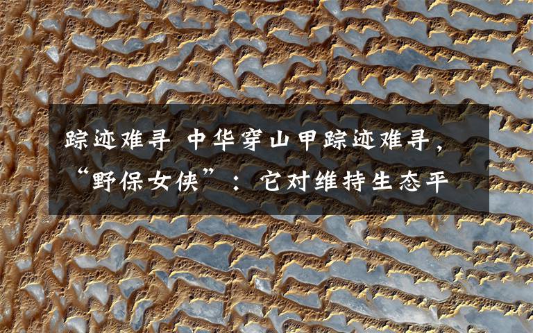 踪迹难寻 中华穿山甲踪迹难寻，“野保女侠”：它对维持生态平衡至关重要文章配图