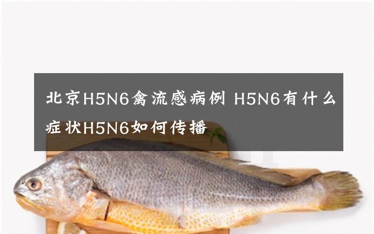 北京H5N6禽流感病例 H5N6有什么症状H5N6如何传播