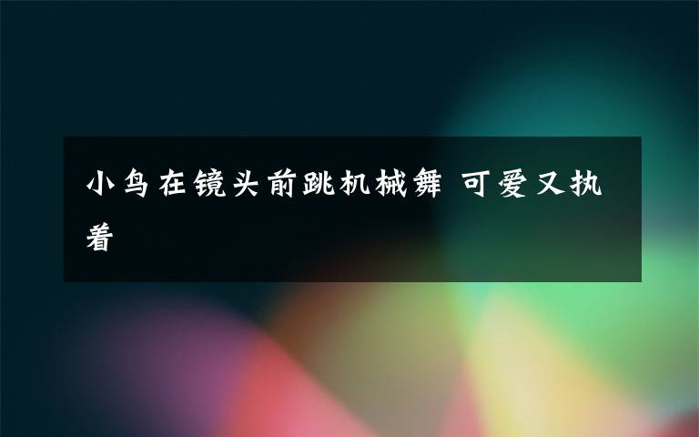 小鸟在镜头前跳机械舞 可爱又执着文章配图