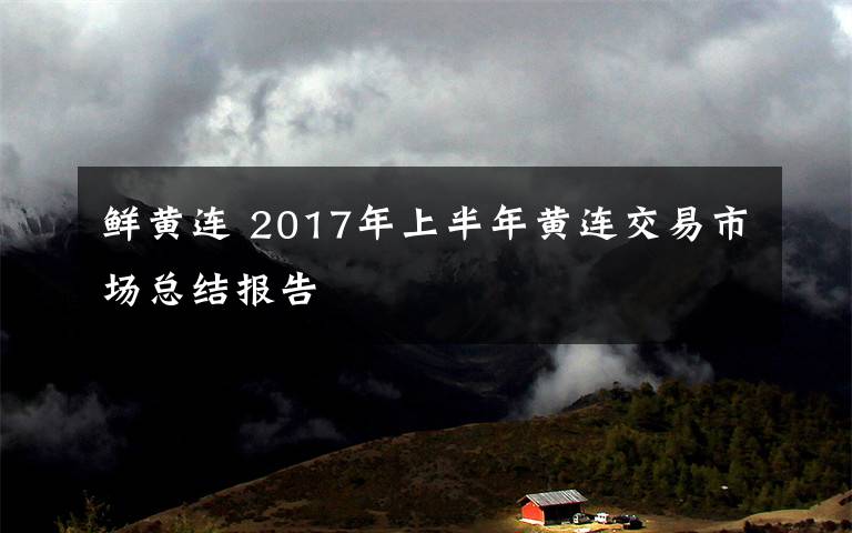 鲜黄连 2017年上半年黄连交易市场总结报告