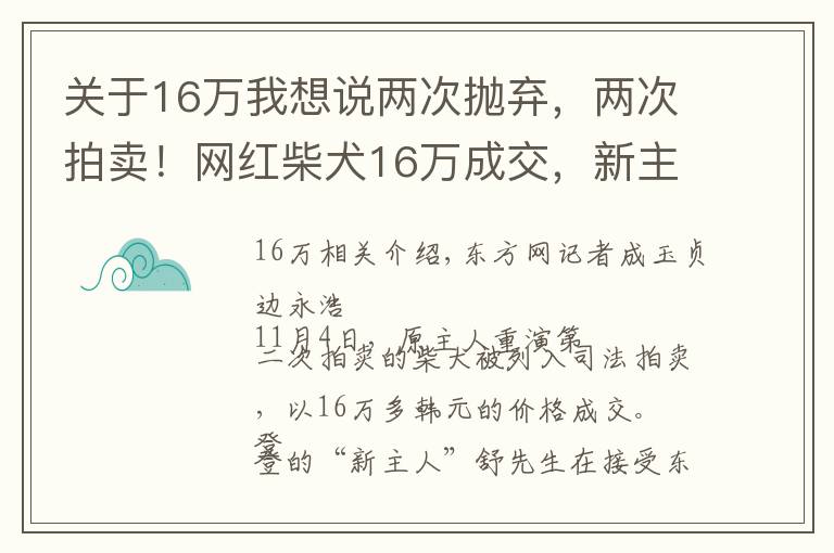 关于16万我想说两次抛弃，两次拍卖！网红柴犬16万成交，新主人：任何条件都不会交还