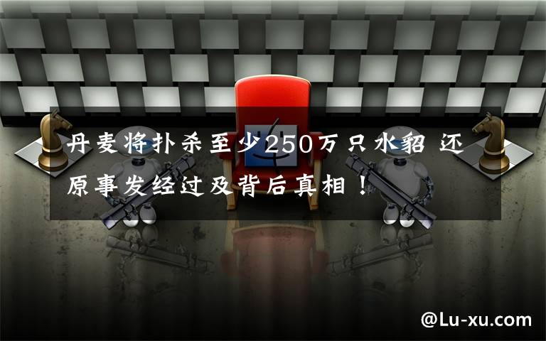 丹麦将扑杀至少250万只水貂 还原事发经过及背后真相！文章配图
