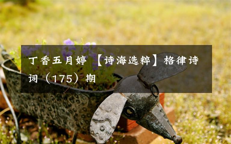 丁香五月婷 【诗海选粹】格律诗词（175）期文章配图