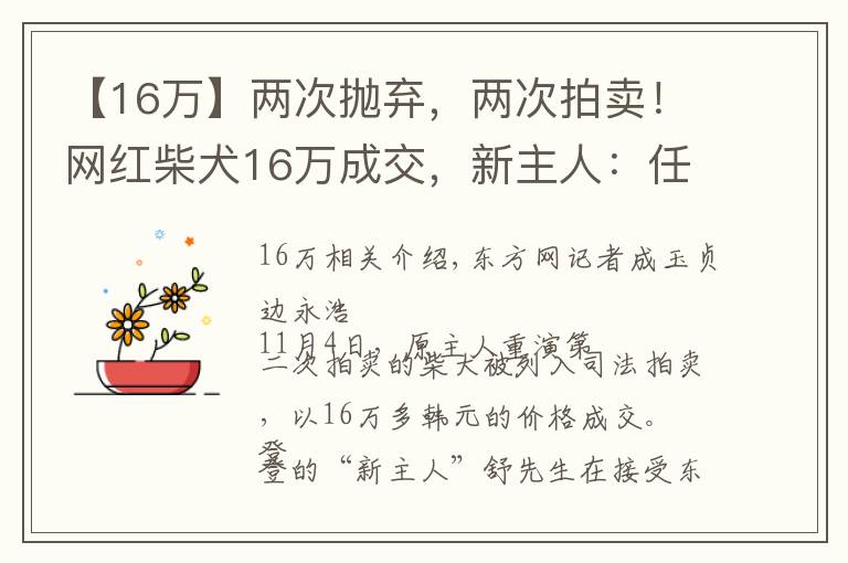 【16万】两次抛弃，两次拍卖！网红柴犬16万成交，新主人：任何条件都不会交还