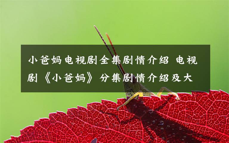 小爸妈电视剧全集剧情介绍 电视剧《小爸妈》分集剧情介绍及大结局剧情介绍文章配图